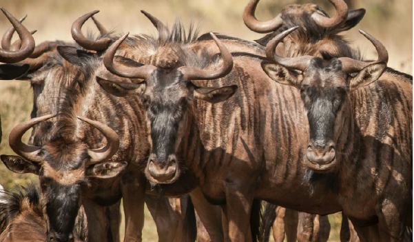 Krugar Safari