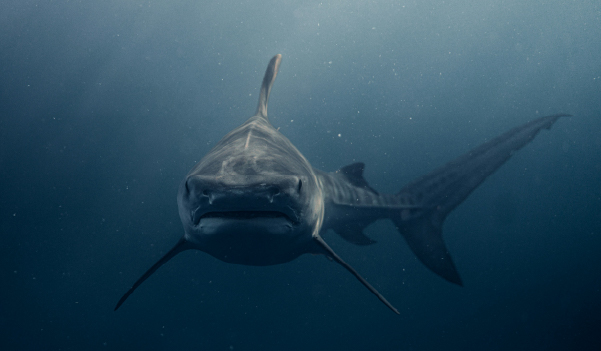 sharks
