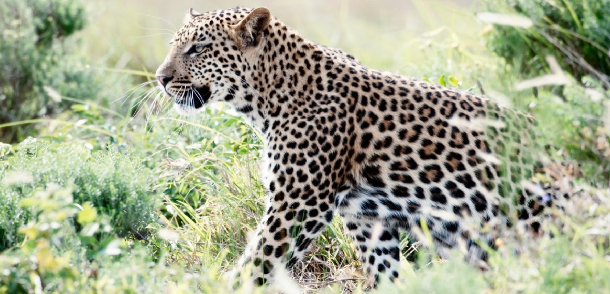 Leopard & Predator Research Project