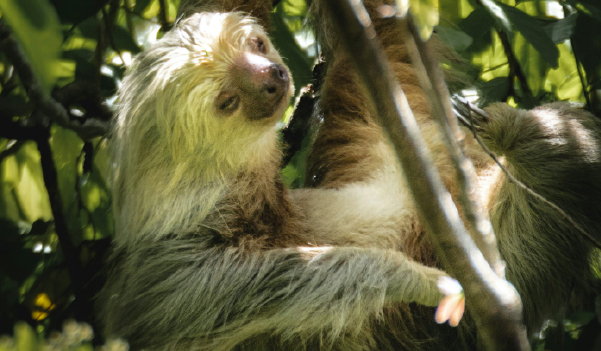 Sloth in Manuel Antonio National Park