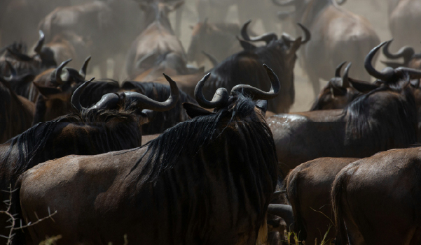 Migration