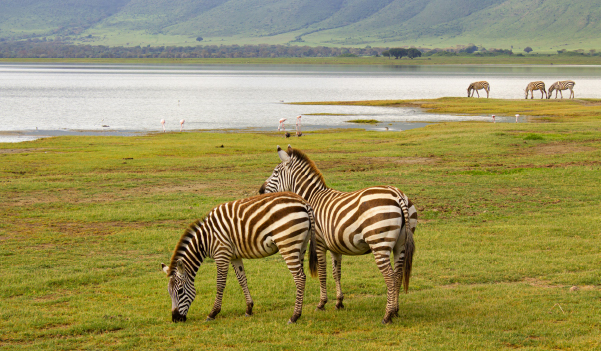 Ngorongoro