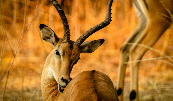 Serengeti