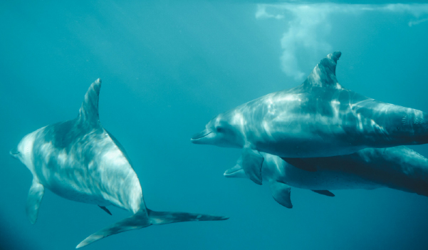 dolphin swim