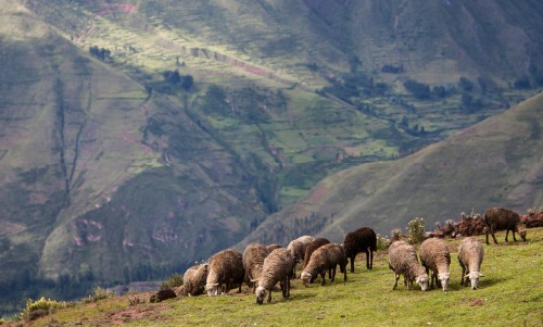 Peruvian Mountainside