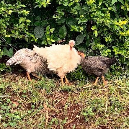 chickens in uganda