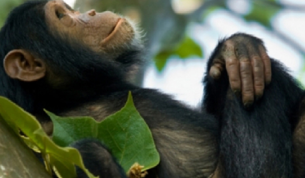 Chimps