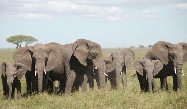 Elephants in Queen Elizabeth park